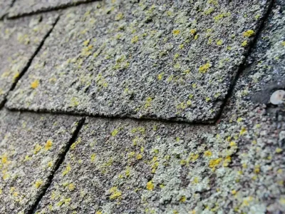 Close-up of green moss and dark algae streaks on a residential roof